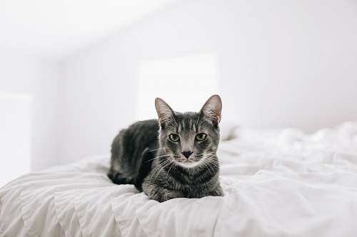 grey brown tabby cat on bed charlotte